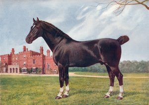 Hackney hřebec Danegelt, c1905 c1910 od Henry Powell Palfrey