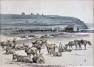 Oslíci na golfovém hřišti, ilustrace z časopisu Graphic, vyd. cca 1870 (litografie)