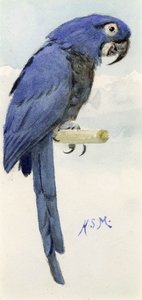 Makak hyacintový, asi 1890