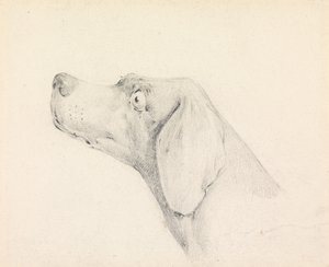 Hlava pointera, profil zleva