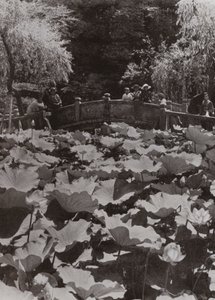 Lotosový rybník (černobílá fotografie) od Herbert Ponting