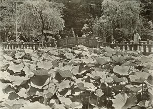 Lotosový rybník, 1910. od Herbert Ponting