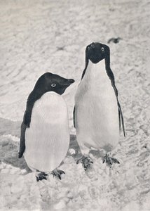A Pair of Adélie Penguins, c1911, 1913 od Herbert Ponting
