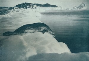 A Weddell Seal se chystá potápět, c1911, 1913 od Herbert Ponting
