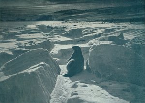 A Weddell Seal On The Beach, c1911, 1913 od Herbert Ponting