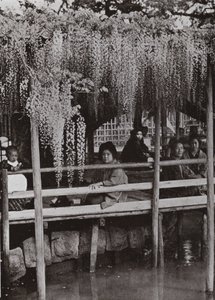Arbor Wistaria v Kameido (černobílá fotografie) od Herbert Ponting