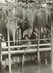 Arbor Wisteria v Kameido, 1910. od Herbert Ponting