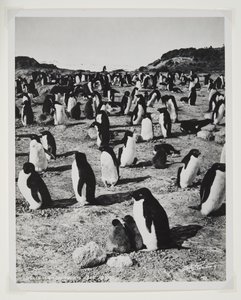 Adelie Penguins na Cape Royds (bromový tisk) od Herbert Ponting