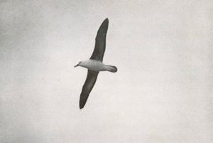 Albatros Soaring, c19101913, 1913 od Herbert Ponting