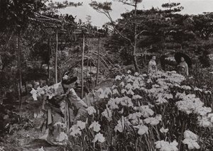 V Iris Garden v Hori-kiri (černobílá fotografie) od Herbert Ponting