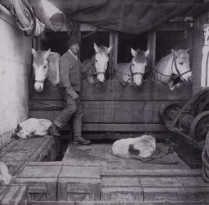 Kapitán Oates s poníky a psy na moři (černobílá fotografie) od Herbert Ponting