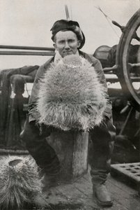 D. G. Lillie, s Some of the Siliceous Sponges, c1911, 1913 od Herbert Ponting