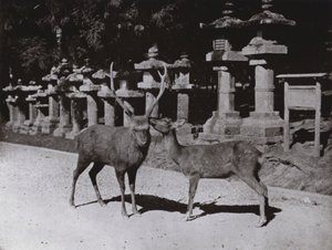 Jelen, studie v Naře (černobílá fotografie) od Herbert Ponting