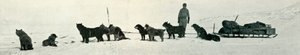 Psi s obchody se chystají opustit Hut Point, c1911, 1913 od Herbert Ponting