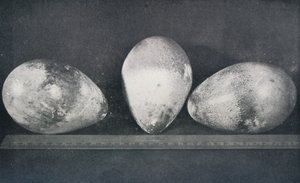 Emperor Penguins Eggs z Cape Crozier, 1911, 1913 od Herbert Ponting