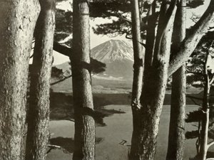 Fuji a borovice, 1910. od Herbert Ponting
