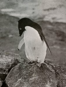 Je mi jedno, co se ze mě stane, c19101913, 1913 od Herbert Ponting