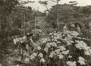 V Iris Garden, 1910. od Herbert Ponting