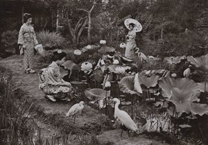 V lotosové zahradě (černobílá fotografie) od Herbert Ponting