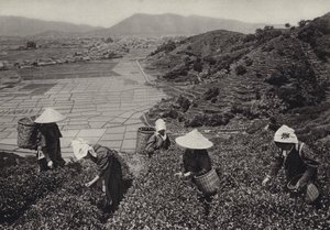 Japonsko ve 20. letech 20. století: sklizeň čaje (č/b foto) od Herbert Ponting