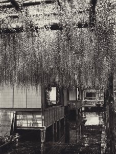 Japonsko ve 20. letech: Tokio, Kameido (č/b foto) od Herbert Ponting