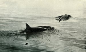 Killer Whales Rising To Blow, c19101913, 1913 od Herbert Ponting