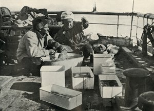Lillie a Dr. Levick Třídění úlovku vlečnou sítí, c19101913, 1913 od Herbert Ponting
