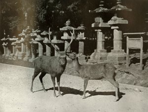 Můj drahý! Studie v Naře, 1910.