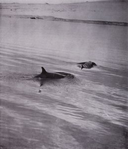 "Na všech stranách kosatky" (černobílá fotografie) od Herbert Ponting