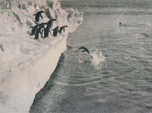 Penguins Diving, c1911, 1913 od Herbert Ponting