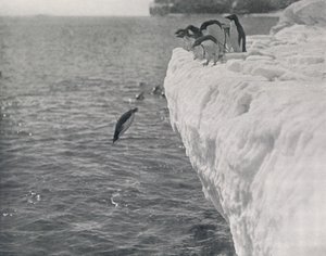 Penguins Diving, c1911, 1913 od Herbert Ponting