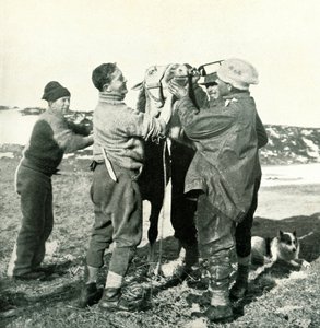 Pony Takes Whisky, 8. února 1911, 1913 od Herbert Ponting