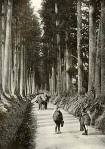 Cryptomerias at Nikko, 1910. od Herbert Ponting