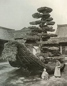 Pine-Tree Junk v Kinkakuji, 1910. od Herbert Ponting