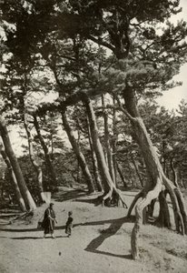 The Pines of Shizu-Ura, 1910. od Herbert Ponting