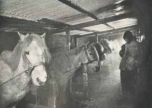 Stáje v zimě, c19101911, 1913 od Herbert Ponting