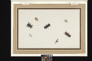 Studie brouků a můr (kvaš a akvarel na bílý položený holandský papír) od Herman Henstenburgh