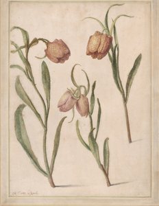 Studie o třech fritillaries, 1683.