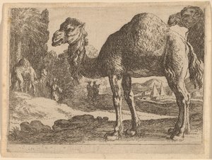 Velbloudi od Herman van Swanevelt