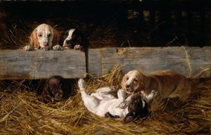 H.Biedermann-Arendts, Hraní štěňat od Hermine Biedermann Arendt