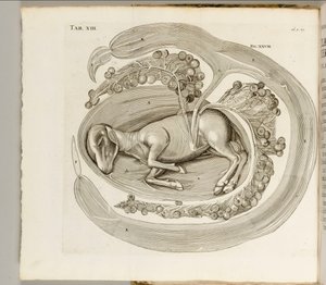 Zvíře v lůně, 1738 od Hieronymus Fabricius ab Aquapendente