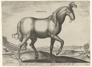 Kůň z Arménie (Armenius) Arméni (titul na předmětu) Plemena koní z královské stáje Dona Juana z Rakouska (název seriálu) Equile Ioannis Austriaci Caroli (název série)