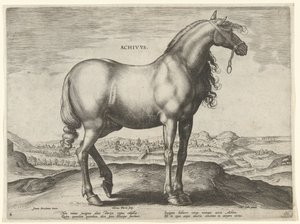Kůň z Řecka (Achivus) Achivvs (název na objektu) Plemena koní z královské stáje Dona Juana z Rakouska (název seriálu) Equile Ioannis Austriaci Caroli (název série) od Hieronymus Wierix