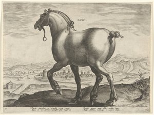 Kůň ze Saska Saxo (titul na objektu) Plemena koní z královské stáje Dona Juana z Rakouska (název seriálu) Equile Ioannis Austriaci Caroli (název série)