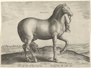 Kůň ze Sicílie (Siculus) Sicvlvs (název na objektu) Plemena koní z královské stáje Dona Juana z Rakouska (název seriálu) Equile Ioannis Austriaci Caroli (název série)