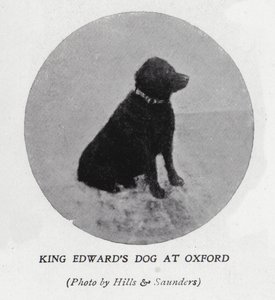 Pes krále Edwarda VII na Oxfordské univerzitě (černobílá fotografie)