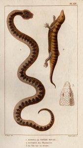 Aesping nebo Red Vipere, Skink z lékáren, jeho hlava je vidět nahoře." Fauna des Mdecins aneb historie zvířat a jejich produktů od Hippolyte Cloqueta“ - Volume 6 - 1825. od Hippolyte Cloquet
