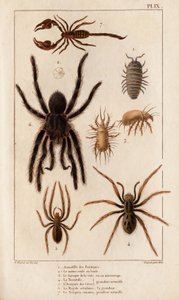 Amardille z obchodů, Saskopt svrab, Tarantule, Araignee cave, Mygale, Štír.