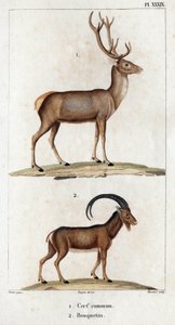 Jelen obecný a kozorožec.“ „Fauna des Mdecins aneb historie zvířat a jejich produktů od Hippolyte Cloqueta“ – svazek 6 – 1825.