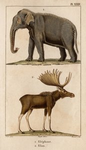 Slon a Elan.“ „Fauna des Mdecins aneb historie zvířat a jejich produktů od Hippolyte Cloqueta“ – svazek 6 – 1825.